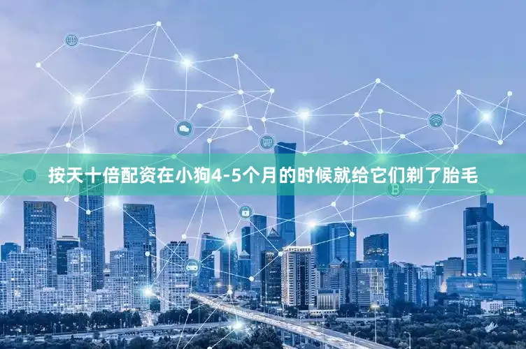 按天十倍配资在小狗4-5个月的时候就给它们剃了胎毛
